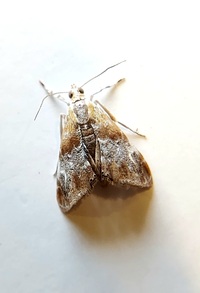 Dicymolomia julianalis