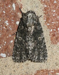 Acronicta afflicta