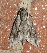 Paratrea plebeja