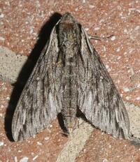 Paratrea plebeja