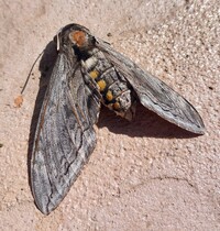 Manduca quinquemaculatus