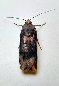 Agrotis ipsilon