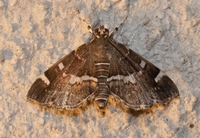 Hymenia perspectalis