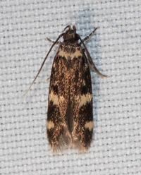 Oegoconia novimundi