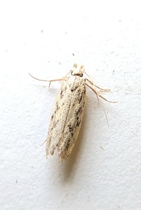 Frumenta nundinella