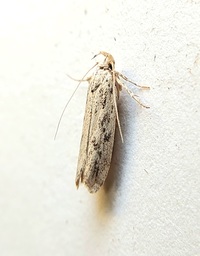 Frumenta nundinella