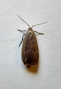 Crambidia uniformis