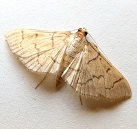 Herpetogramma theseusalis
