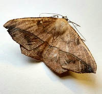 Prochoerodes lineola
