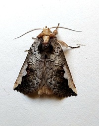 Symmerista albifrons