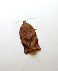 Choristoneura rosaceana