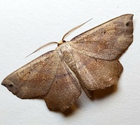 Euchlaena obtusaria