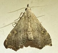 Redectis pygmaea