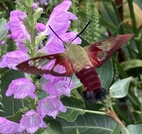 Hemaris thysbe