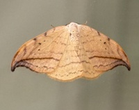 Drepana arcuata
