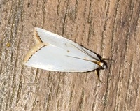 Urola nivalis