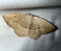Eusarca confusaria