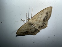 Scopula limboundata