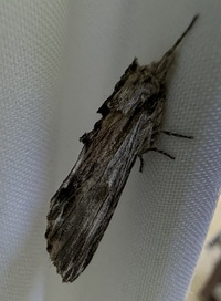 Ianassa lignicolor