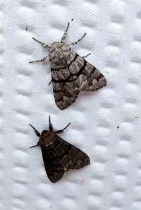 Panthea furcilla