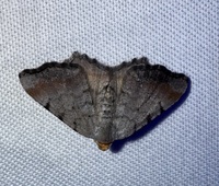 Macaria minorata