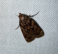 Aglossa cuprina