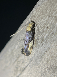 Monopis longella