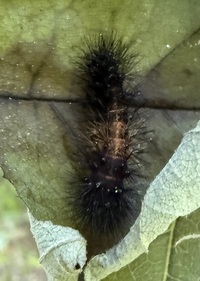 Hypercompe scribonia