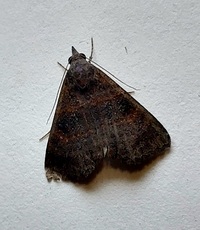 Hormoschista latipalpis