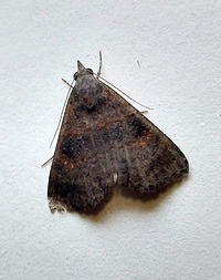 Hormoschista latipalpis