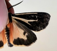 Apantesis vittata