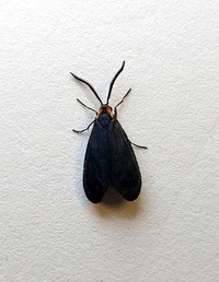 Acoloithus falsarius
