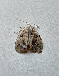 Clemensia ochreata