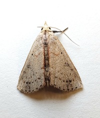 Scolecocampa liburna