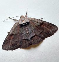 Zale obliqua