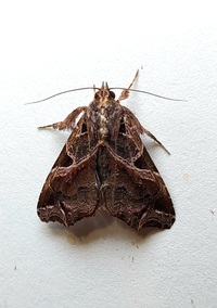 Callopistria floridensis