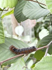 Acronicta hastulifera