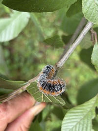 Acronicta hastulifera