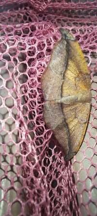Patalene olyzonaria