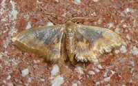 Idaea scintillularia