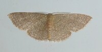 Pleuroprucha insulsaria