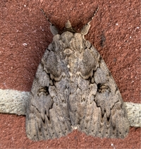 Catocala amatrix
