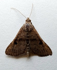 Bleptina caradrinalis