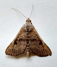 Bleptina caradrinalis