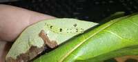 Hypsoropha hormos