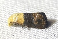 Eugnosta erigeronana