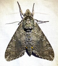 Manduca sexta