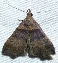 Lascoria ambigualis