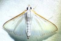 Diaphania costata