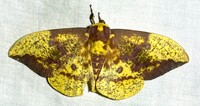 Eacles imperialis